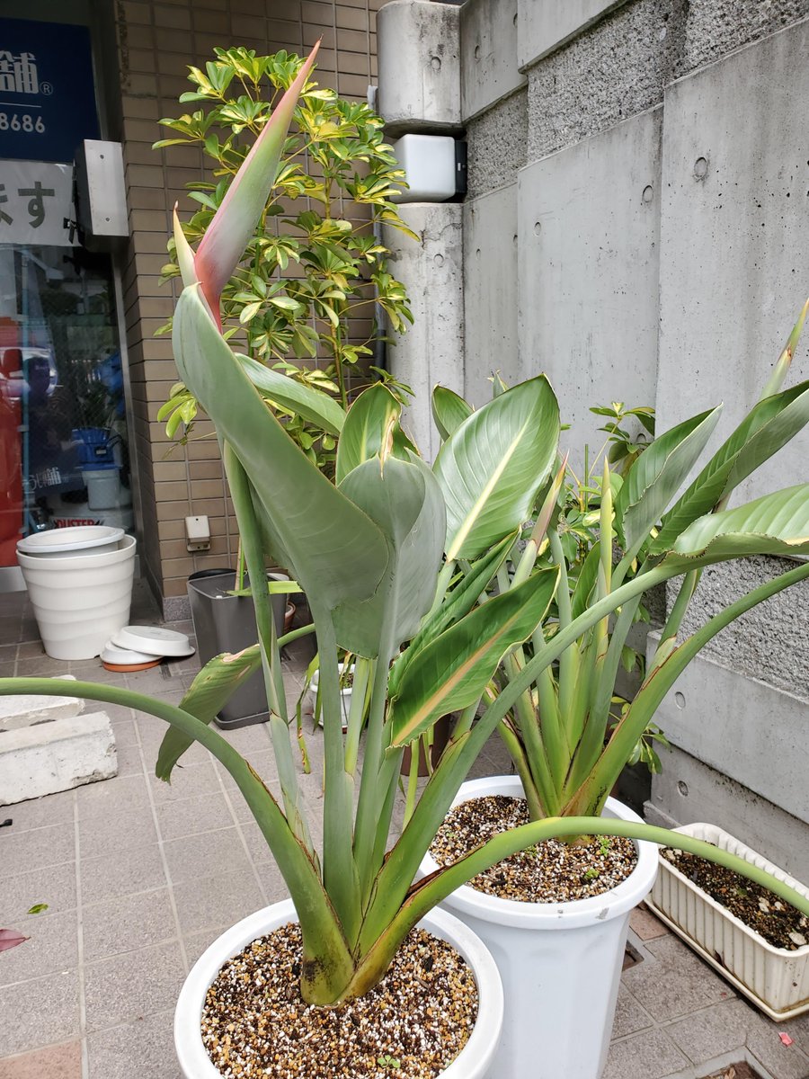 Hajime Abe Abehajime Twitter