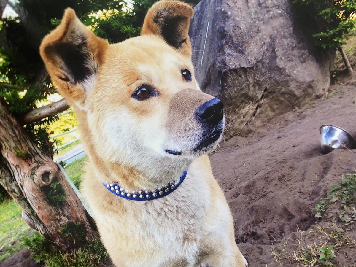 raaaaa800's tweet photo. 愛犬ポコ(オス) の特徴は
毛色:  茶色(赤毛)
体型:  中型よりやや大きめ
シュッとした長いシッポ
失踪時は青い首輪をつけていますが
痩せ細り首輪が外れている可能性もあります。

#鰺ヶ沢町　#鶴田町　#つがる市
#板柳町　#弘前市　#藤崎町
#平川市　#浪岡町　#五所川原市
#迷子犬 https://t.co/Nkou54Ocxe