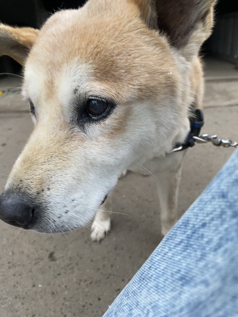 raaaaa800's tweet photo. 愛犬ポコ(オス) の特徴は
毛色:  茶色(赤毛)
体型:  中型よりやや大きめ
シュッとした長いシッポ
失踪時は青い首輪をつけていますが
痩せ細り首輪が外れている可能性もあります。

#鰺ヶ沢町　#鶴田町　#つがる市
#板柳町　#弘前市　#藤崎町
#平川市　#浪岡町　#五所川原市
#迷子犬 https://t.co/Nkou54Ocxe