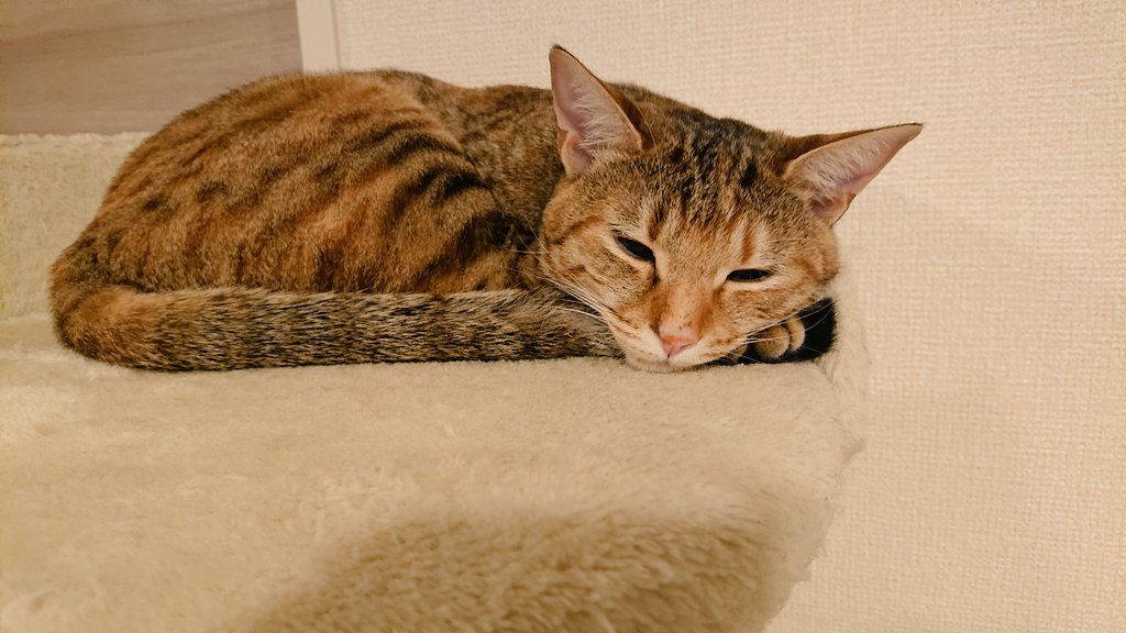 キジ猫祭り21 Twitter Search キジ猫祭り21 Twitter Search
