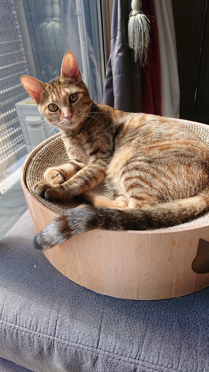 キジ猫祭り21 Twitter Search キジ猫祭り21 Twitter Search