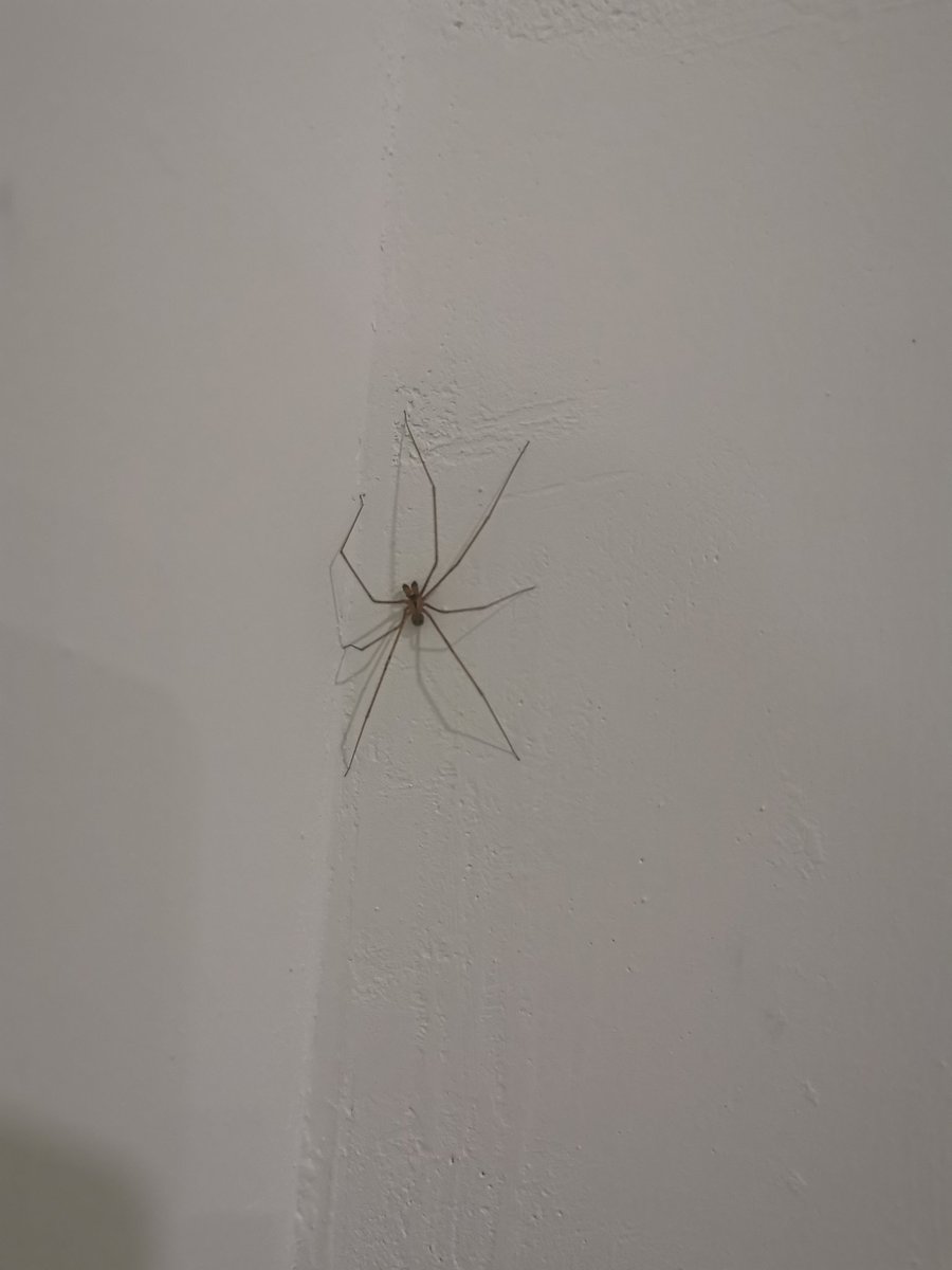 Decoy33TNT's tweet photo. @Arachno_Cosas hola que tal, me podrías ayudar a identificar esta araña, creo es una violinista pero no estoy muy seguro https://t.co/Ncs93lORfV