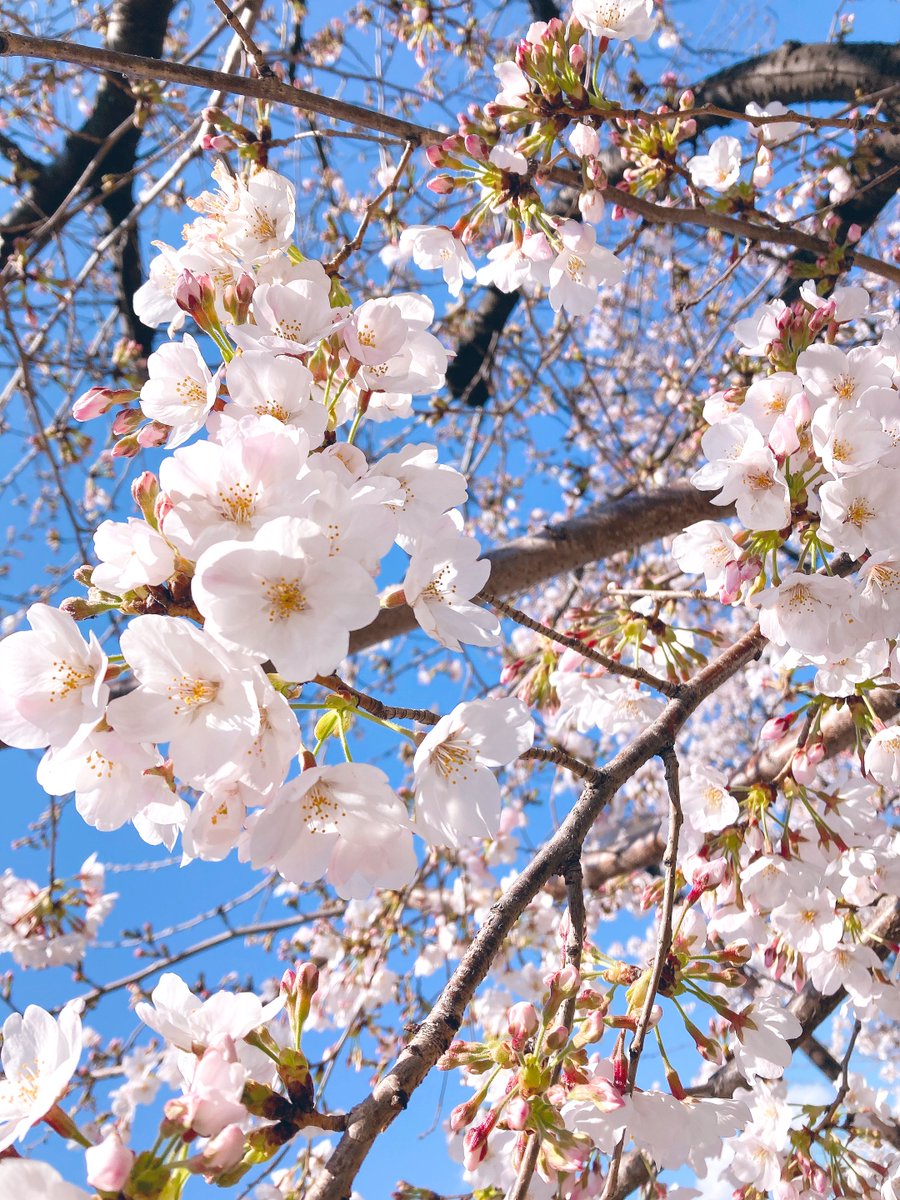 近所の桜 綺麗だねー のらのイラスト