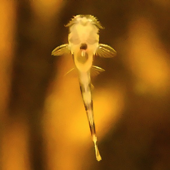 msoasis117's tweet photo. ロリカリア・シミリマ、産卵から二週間でやっと孵化😍

#アクアリウム
#ロリカリア
#aquarium
#loricaria
#simillima https://t.co/83yfG2jYgh
