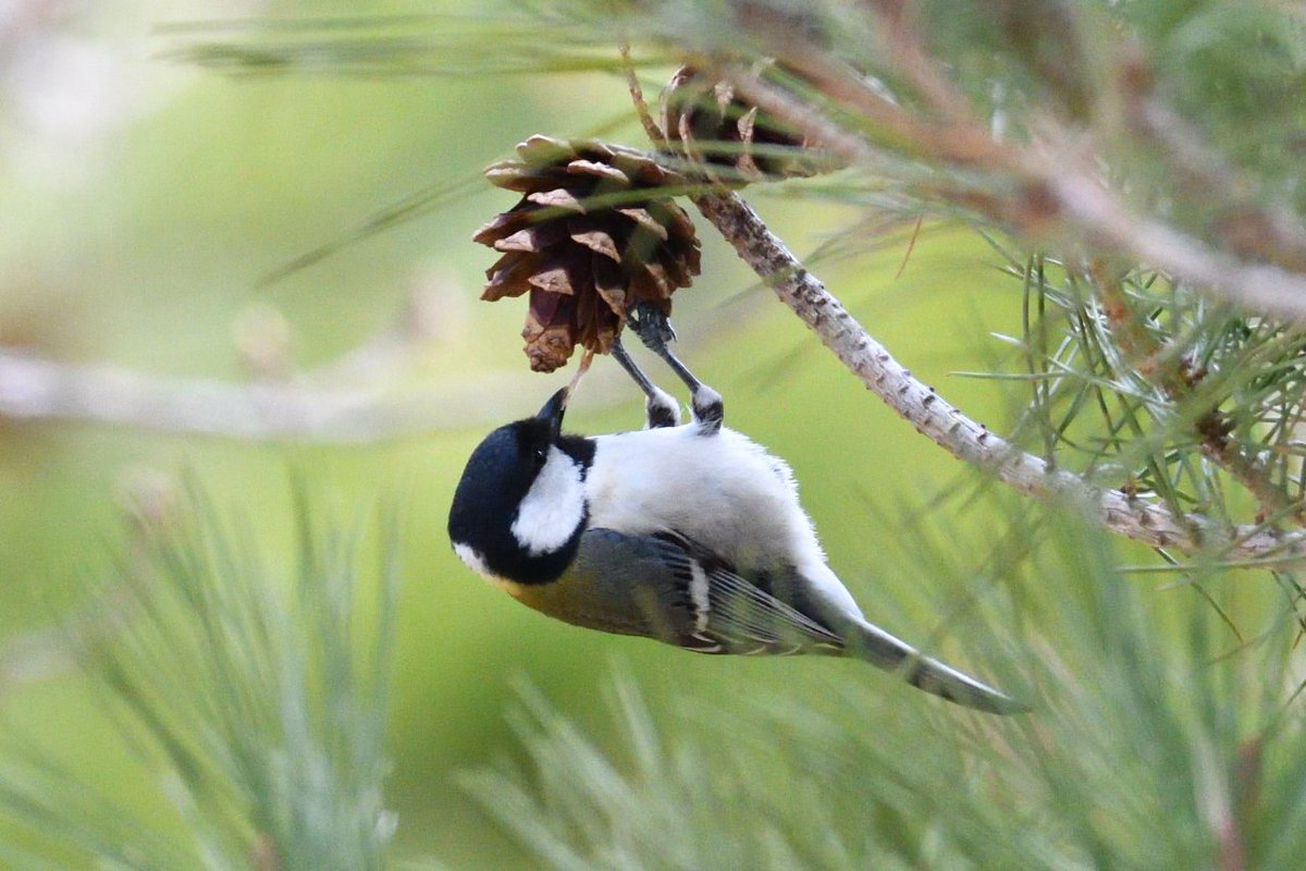 百史郎 いちょう公園 の野鳥観察 シジュウカラ スズメ目シジュウカラ科 留鳥 胸の黒ネクタイが細かったのでメスのよう 通年よく見られるがこの日は松の実を食べていた ちなみに 松ぼっくりは 松ふぐり が転訛した言葉らしい 現代用語に直すと