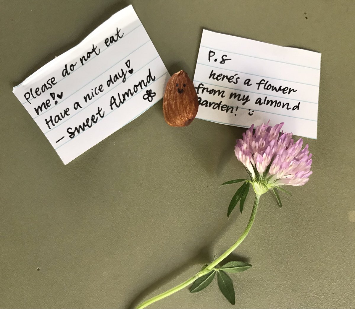 HelenHaine's tweet photo. Love my class and all their quirk. These adorned every desk after lunch today.
Finding the small joys. #MyJobRocks
Theyโre nutty in all the best ways ๐
#EdchatNZ #NZBFC630 #Edchat #EdchatAU https://t.co/3JWfV4O7bk