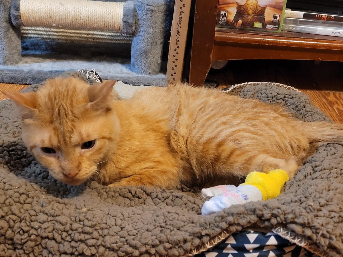 lynnslagle42's tweet image. Edgar not feeling good tonight. He tore open his feet today trying to run from me😭 he goes to the Vet in the morning and I am kinda hoping they will stitch them shut. He might lose one toe if I can&apos;t get these to close. I&apos;ve done everything I can do. #teamedgar #feelingdefeated