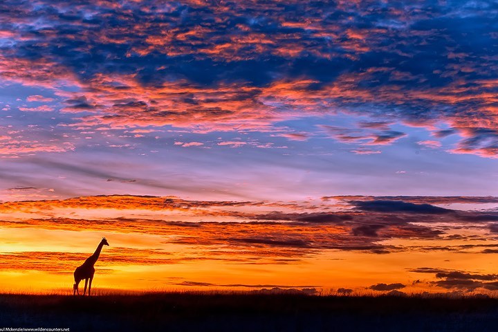 kenyapics's tweet photo. Hand painted by God this morning in the Mara. Photo by Paul Mckenzie https://t.co/Bwggbsgaeo