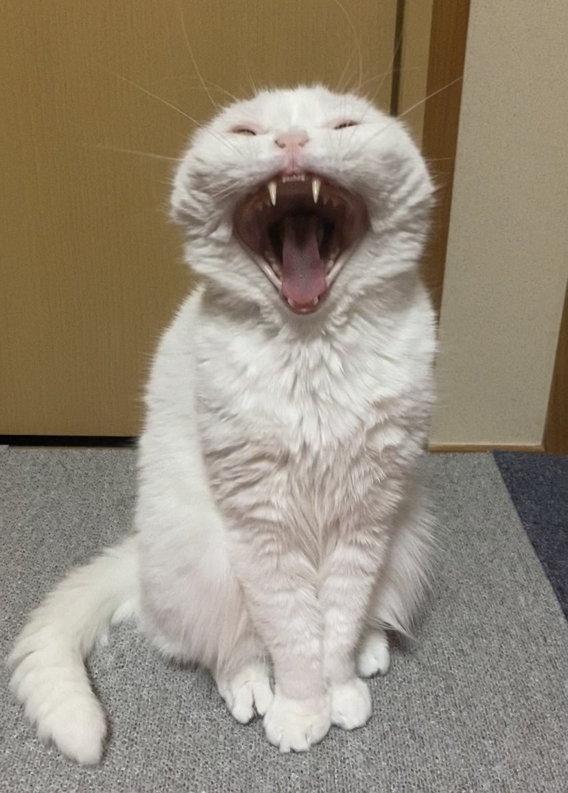 s_sekko tweet picture