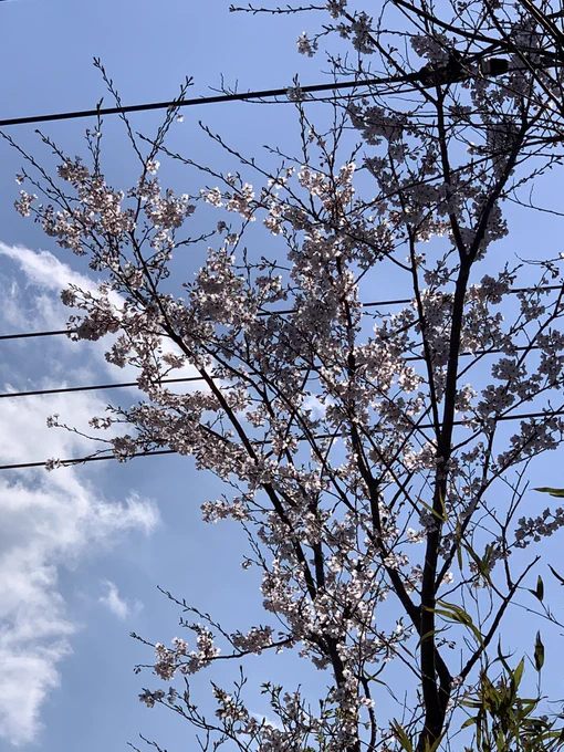 曾祖母さんが育てていたけど、亡くなってから世話をする人がいなくなり、花を咲かせなくなったと聞いていた桜 数年前にも咲いたいたらしいけど知らなかった