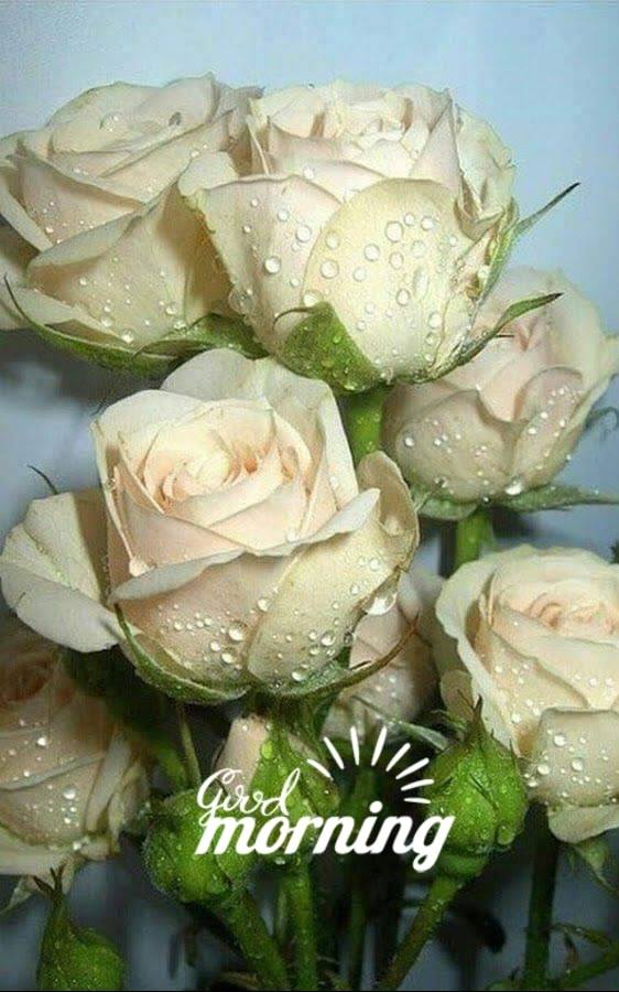 "A virágnak megtiltani nem lehet,
Hogy ne nyíljék, ha jön a szép kikelet;
Kikelet a leány, virág a szerelem,
Kikeletre virítani kénytelen."

(Petőfi Sándor) Szép jó reggelt kivánok 😍  Lassan itt a várva-várt tavasz 😍🌹😉