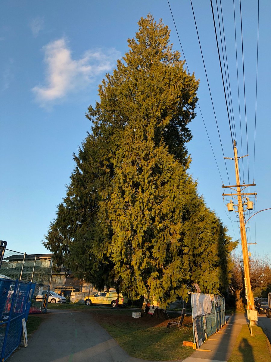 tonyvalente_ca's tweet photo. A Tale of Two Trees in our community #northvan @SaveOurCedarCNV 
https://t.co/bJXjNBKUHb https://t.co/MRrFlyr3Yp
