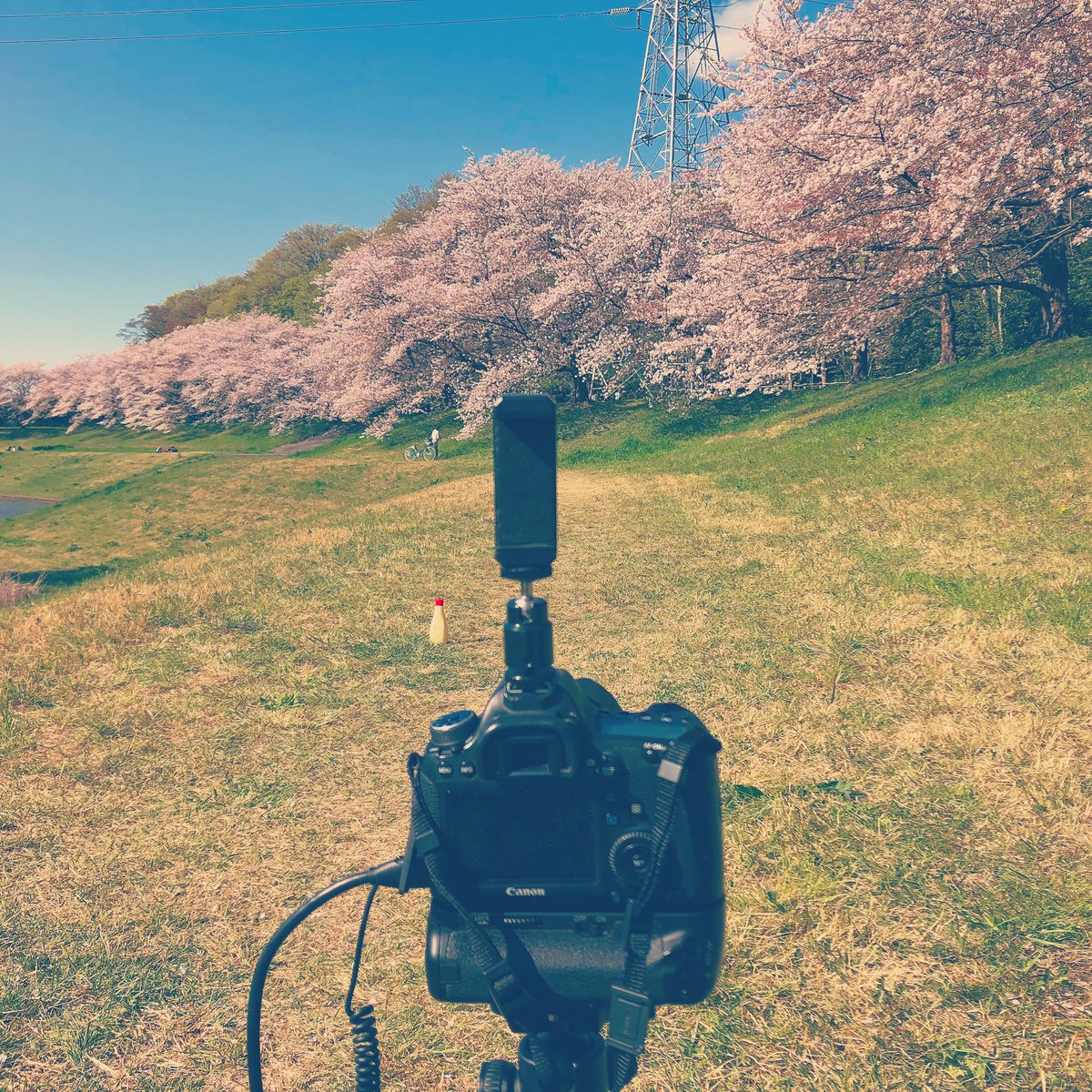 まあ汰ん 踊ってみた撮影者 編集者になって5周年 على تويتر そろそろ満開かな 踊ってみたもしくはポトレ撮影しませんかああああ ここ穴場なので人いないので大丈夫ですよ 踊ってみた ポトレ 撮影