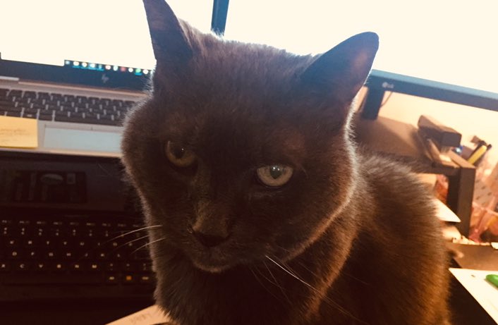 waltonwords's tweet photo. Super serious supervisor today at #WorkFromHome 🐈🥰#CatsOfTwitter #Cats #CuteCats #WorkHard #StaySafe #Mondays #Desktop #catlovers https://t.co/XzRbWRFxdP