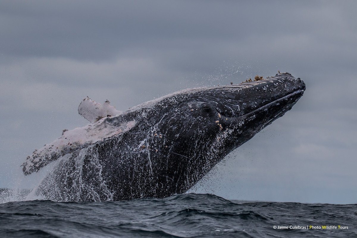 Jaime_Culebras's tweet photo. Happy #WorldWaterDay!
A day to commemorate that fundamental element for the life of all beings on this dying #Earth.
#water #waterday #yubarta #megapteranovaeangliae #megaptera #pollution #contaminacion #earthcapture #bbcearth @BBCEarth https://t.co/ix0Jak0KKb