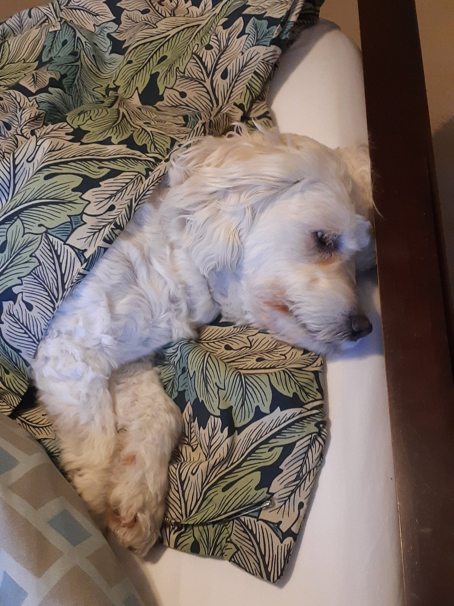 Deblilsis's tweet photo. @breakfasttv My sweet puppy Sadie, mini golden doodle https://t.co/0Y7FgSQI67