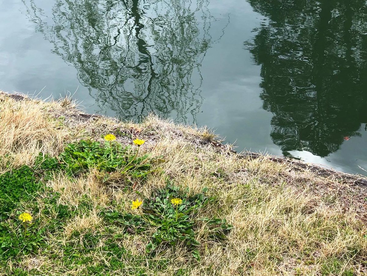 倉敷観光コンベンションビューロー 美観地区を流れる倉敷川の犬走りに たんぽぽの花が咲いています 白壁の景観や木々に目を奪われがちですが 足元にも目を向けてみると そこにも春がありました 春は鮮やかな色に溢れていて いいですね 倉敷美観