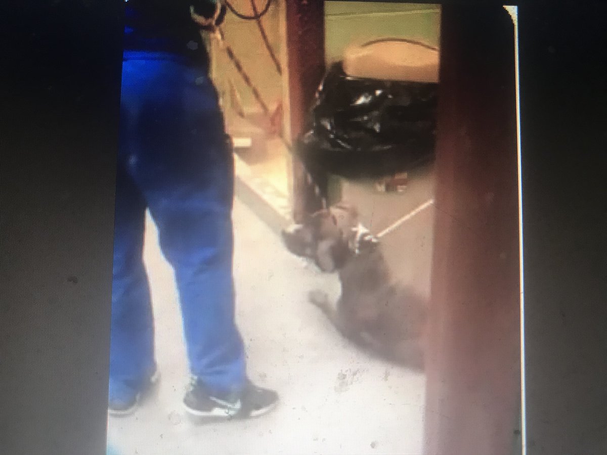 GiveLuckyBack's tweet photo. @exploremore_mv @PepitoneForNYC @NYCACC Wonder how many people get to look behind the scenes and "public" presentation when they visit the @NYCACC ? Not everyone gets to watch what goes on behind closed doors like this. #Maverick #RIPMaverick #NeverForgetMaverick #Dogs #DogAbuse #Torture. https://t.co/lcs6mPeHe0
