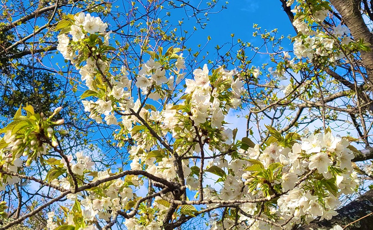 日本平ロープウェイ 日本平山頂付近でも大島桜が綺麗に咲いていました 白い花弁と黄緑の葉っぱが目印です 日本平夢テラス 日本平ロープウェイ 大島桜 日本平ロープウェイ 日本平山頂付近でも大島桜が綺麗に咲いていました 白い花弁と黄緑の葉っぱが目印です 日本平夢テラス 日本平ロープウェイ 大島桜
