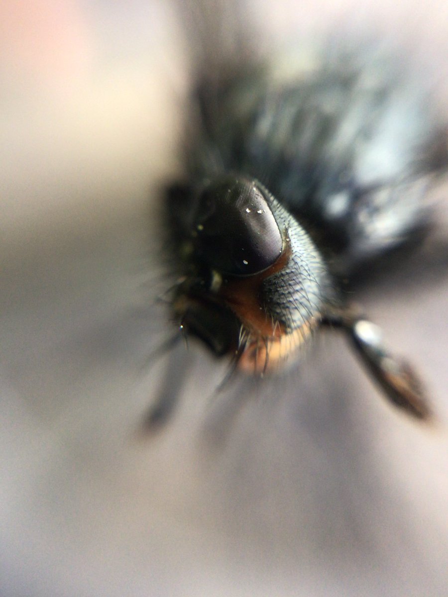Madsciencelove's tweet photo. When you ask your Ss to take abstract photos w/different object using their Mini scopes, Some Ss even take it further beyond the classroom and send you more photos &amp; object they discover at home. Can you guess what some of the objects are?#ScienceandArt https://t.co/8PkWAfS9Sr