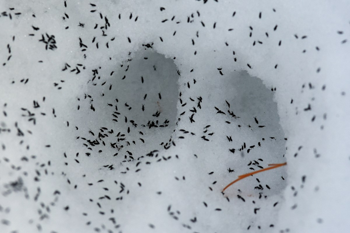 Role of snow fleas among most critical of any species on earth dlvr.it/Rw9QFR