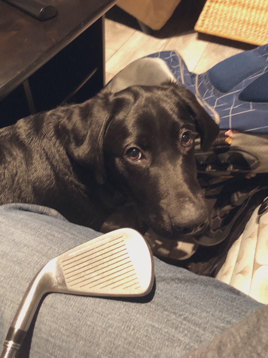 C2theVO's tweet photo. No hockey, might as well clean these up for next months mini golf trip, even have an assistant!! 😍🐕🦺 #foooore https://t.co/Ena5gGBmmF