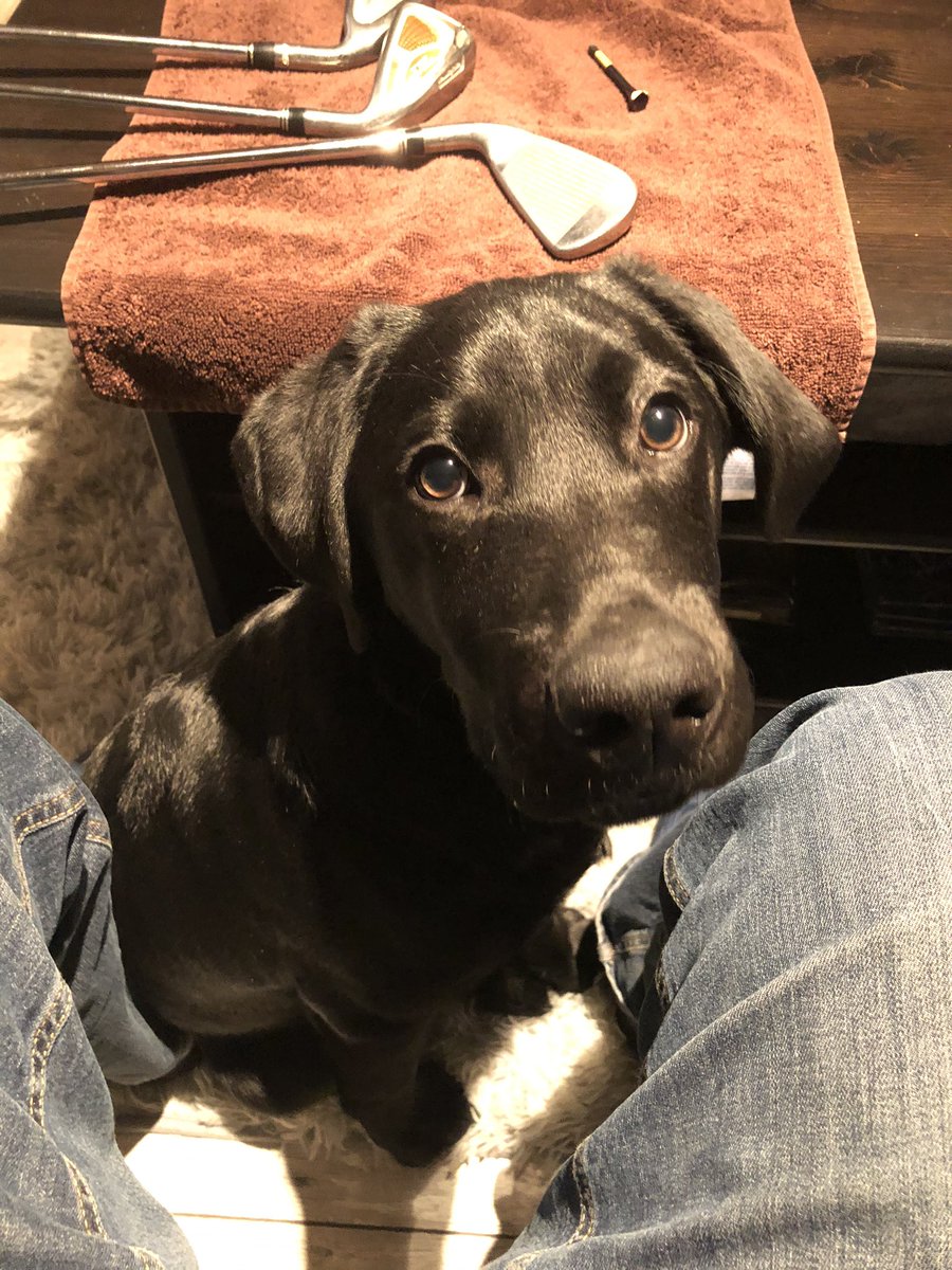 C2theVO's tweet photo. No hockey, might as well clean these up for next months mini golf trip, even have an assistant!! 😍🐕🦺 #foooore https://t.co/Ena5gGBmmF