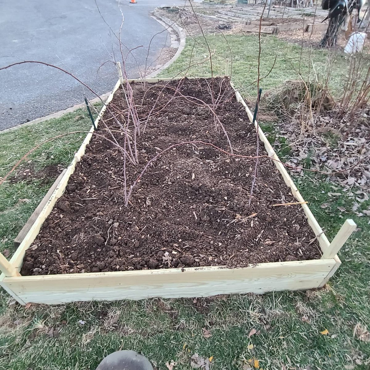 KurseNimmie64's tweet photo. 2 new raised beds cause I had to move the raspberries again. All that dirt was moved as well one wheelbarrow full at a time. Lost a fight with a bee, I think. I got stung but it died. #callousesfordays #firstblistershereandgone #nogymneededtoday https://t.co/j3gORsYLF8