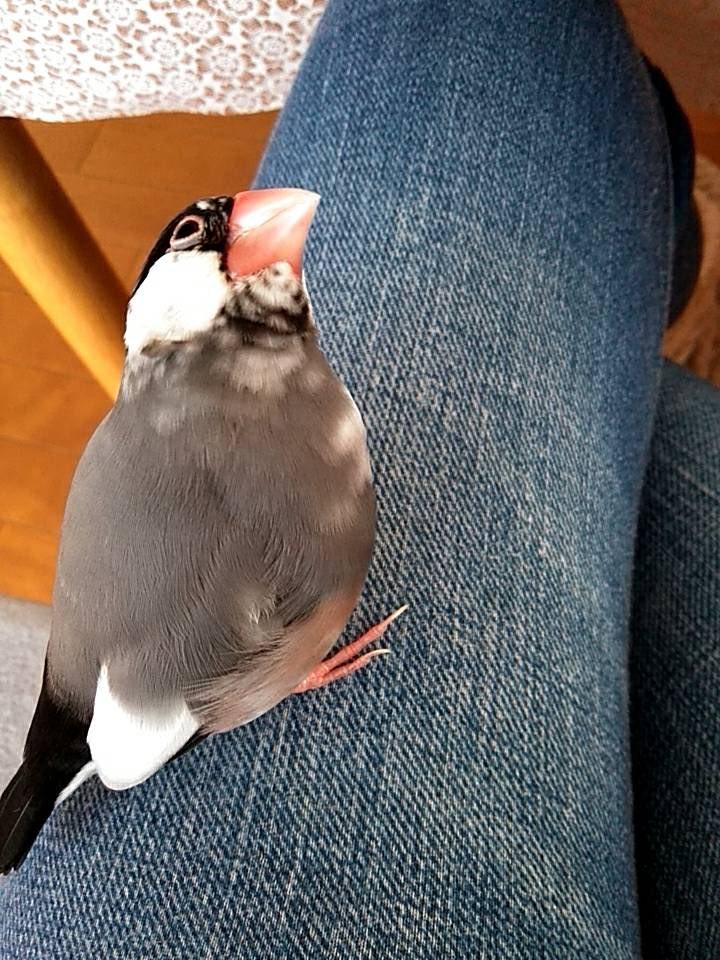 練馬区豊玉中で桜文鳥の文ちゃんを探してます 雪が綺麗 この文ちゃんは 下からお義母さんの顔をのぞいている写真 文ちゃんの特徴の一つは このくちばしの下の模様 ここが ちょっとおヒゲが生えたように見えました ごめん 女の子なのにね