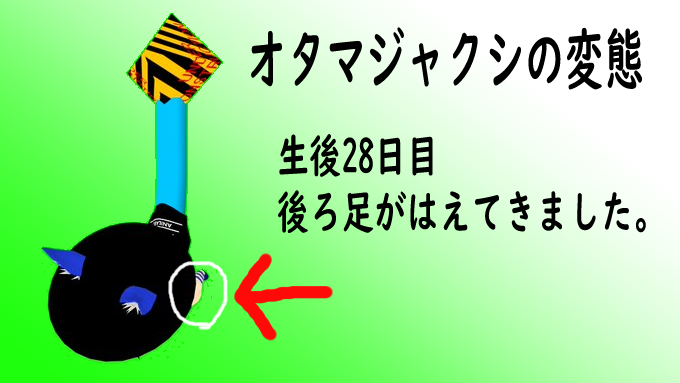 むりえら とびら Vrchat カエルは春になると水辺に卵を産みます 卵からはおたまじゃくしが生まれます 100の人さん 悪いのはりんご茶さんです 私ではありません T Co Cmemzsc1zs Twitter むりえら とびら Vrchat カエルは春になると水辺に卵を産みます 卵からはおたまじゃくしが生まれます 100の人さん 悪いのはりんご茶さんです 私ではありません T Co Cmemzsc1zs Twitter