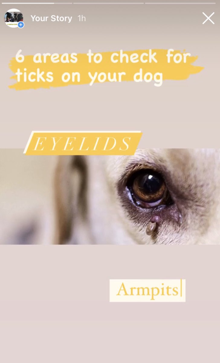 CashClover's tweet photo. Have you seen ticks on your dog recently? Don’t forget to check these areas! https://t.co/wcO2sF594C