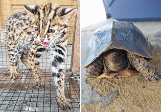 Leopard cat, turtle released on International Forest Day - The Sangai Express https://t.co/FrdVC2aYtN via @bigcatscom #wildcats #news https://t.co/41OaOPgSW1