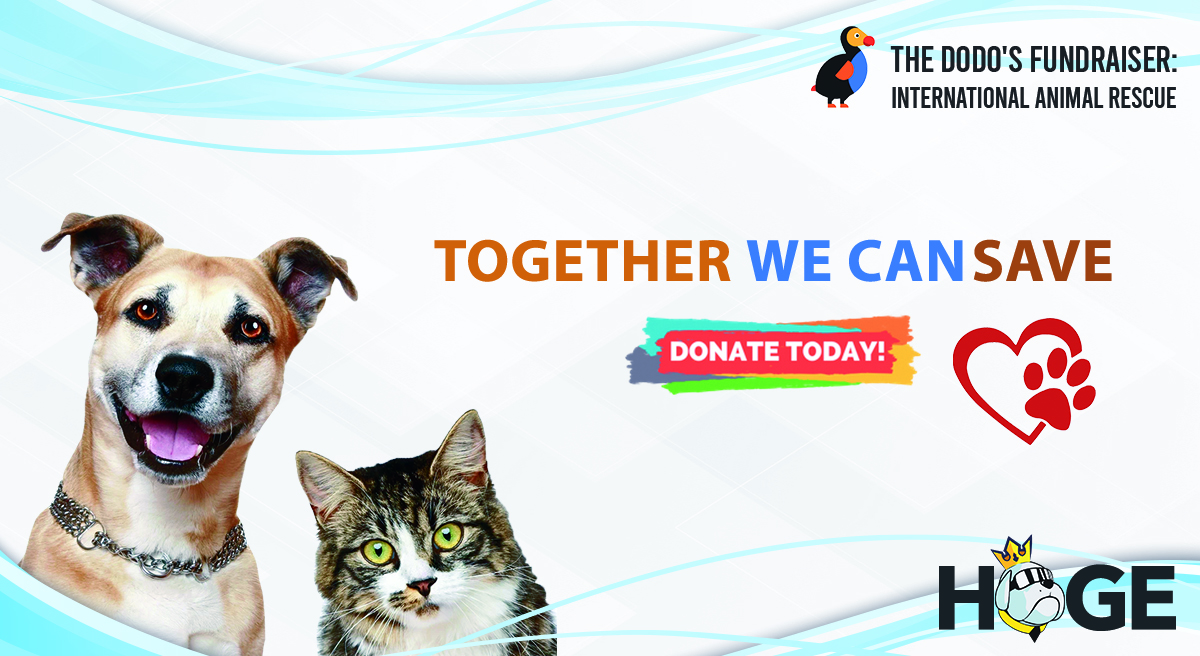 HOGE (@hogefinance) on Twitter photo #Hoge is joining <a href="/dodo/">The Dodo</a>'s fundraiser to rescue more animals. Please donate & re-tweet to join the movement. @davidgokhestein is also welcome! π₯°
1- Tag 2 friends
2- Retweet this
3- Donation wallet: β0x194cc718edb4FA6aAF08Ab01A2d5d6bD8308019fβ
More info: charity.gofundme.com/thedodo #Hoge is joining <a href="/dodo/">The Dodo</a>'s fundraiser to rescue more animals. Please donate & re-tweet to join the movement. @davidgokhestein is also welcome! π₯°
1- Tag 2 friends
2- Retweet this
3- Donation wallet: β0x194cc718edb4FA6aAF08Ab01A2d5d6bD8308019fβ
More info: charity.gofundme.com/thedodo