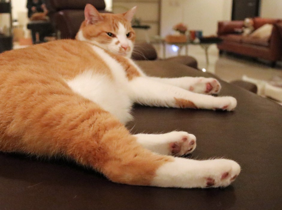 れんコテ 公式 S Tweet おいしそうな 太ももにピントが合ってしまった一枚 どこ見てるの れんコテ 柴田亜美 煉と虎徹 生き物にサンキュー Comip Trendsmap れんコテ 公式 S Tweet おいしそうな 太ももにピントが合ってしまった一枚 どこ見てるの れんコテ 柴田亜美 煉と虎徹 生き物にサンキュー Comip Trendsmap