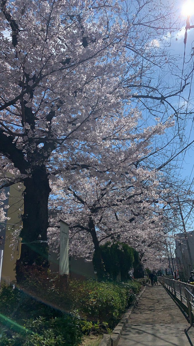 ogawamiku's tweet photo. 最寄り駅のいいところ。六度目の桜 https://t.co/M3qF8OM5Pf