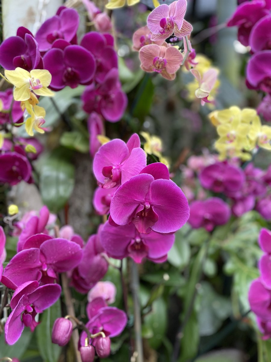 bonitodesign's tweet photo. Orchid season @NYBG #bronxbotanicalgarden #botanicalgarden #orchids https://t.co/STAlJNAENJ