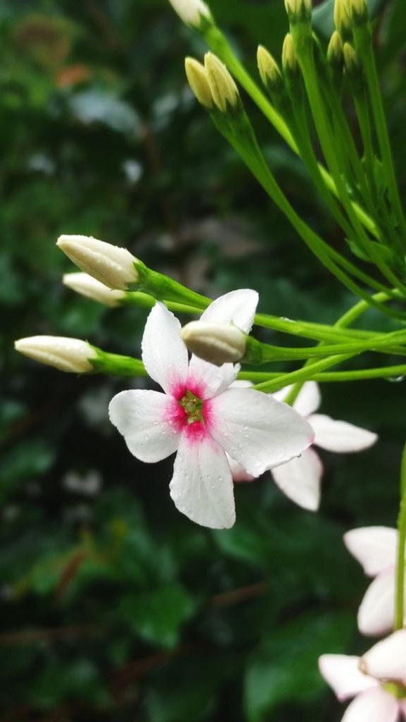 Selamat pagi dunia dalam berita 

#Flowers