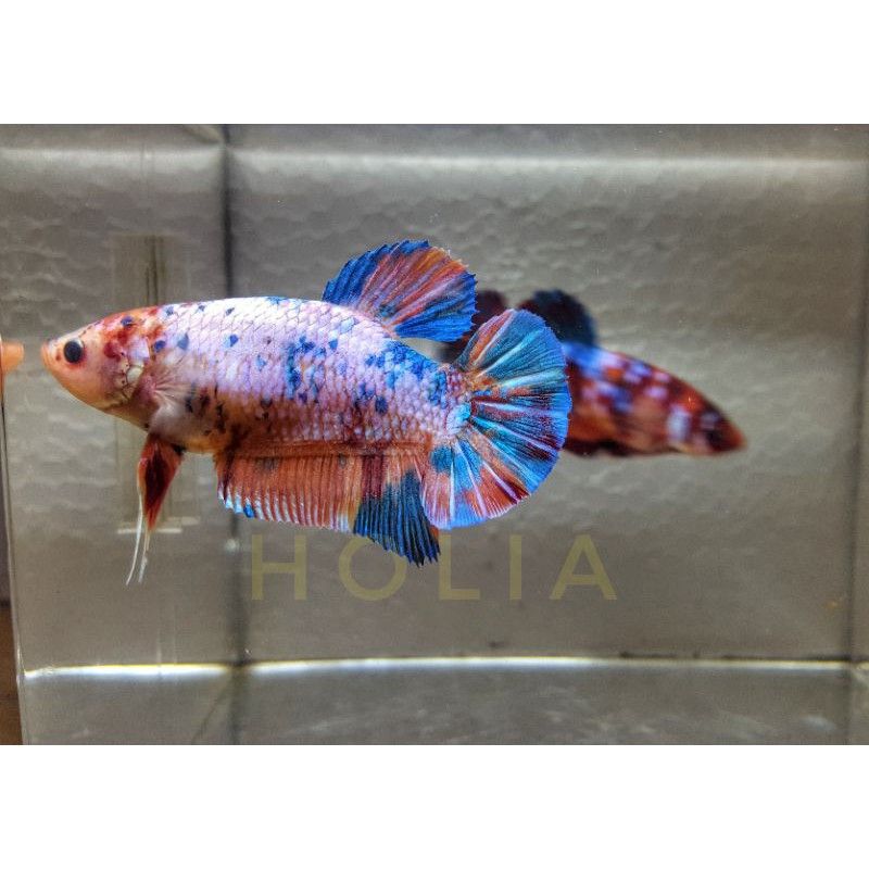 HinggarNugroho's tweet photo. Saya menjual Cupang Giant Female ... seharga Rp355.000. Dapatkan di Shopee sekarang! https://t.co/gssQiXWgEu #ShopeeID https://t.co/8pTrmhxdNn