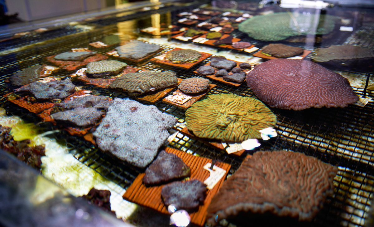 RT if you think our rescue coral is beautiful! 

These colonies won’t return to the wild, however they will provide the opportunity for amazing research to be done that will aid in saving and restoring our Florida coral! 

#TheReefInstitute #FloridaCoral #SaveTheCoralSaveTheCoast