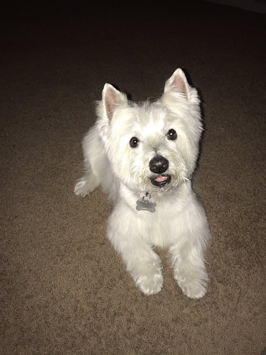 Fresh cut today pals. #westie #westhighlandterrier #dogsoftwitter #zeus