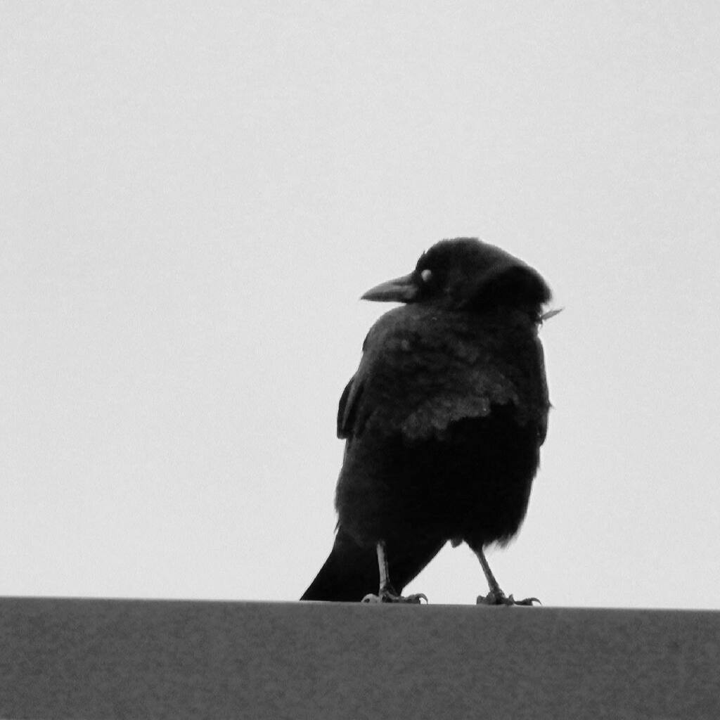 thecrowlife's tweet photo. Always curious https://t.co/u1PwtKFFWU