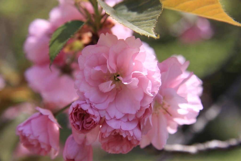 nivedita_bhasin's tweet photo. Straight from #Ueno Park Tokyo
#Sakura #Spring
#renewal #Optimism yet #TransienceOfLife 🌸🌸🌸 https://t.co/BZILC14D5H