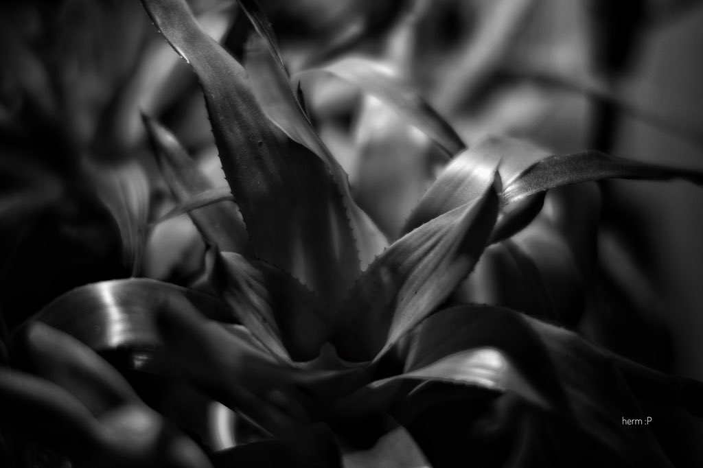 groovaddict's tweet photo. #bromeliad TTArtisan 50mm f0.95 #plants #LifeGoesOn https://t.co/rpJLtAH2kV