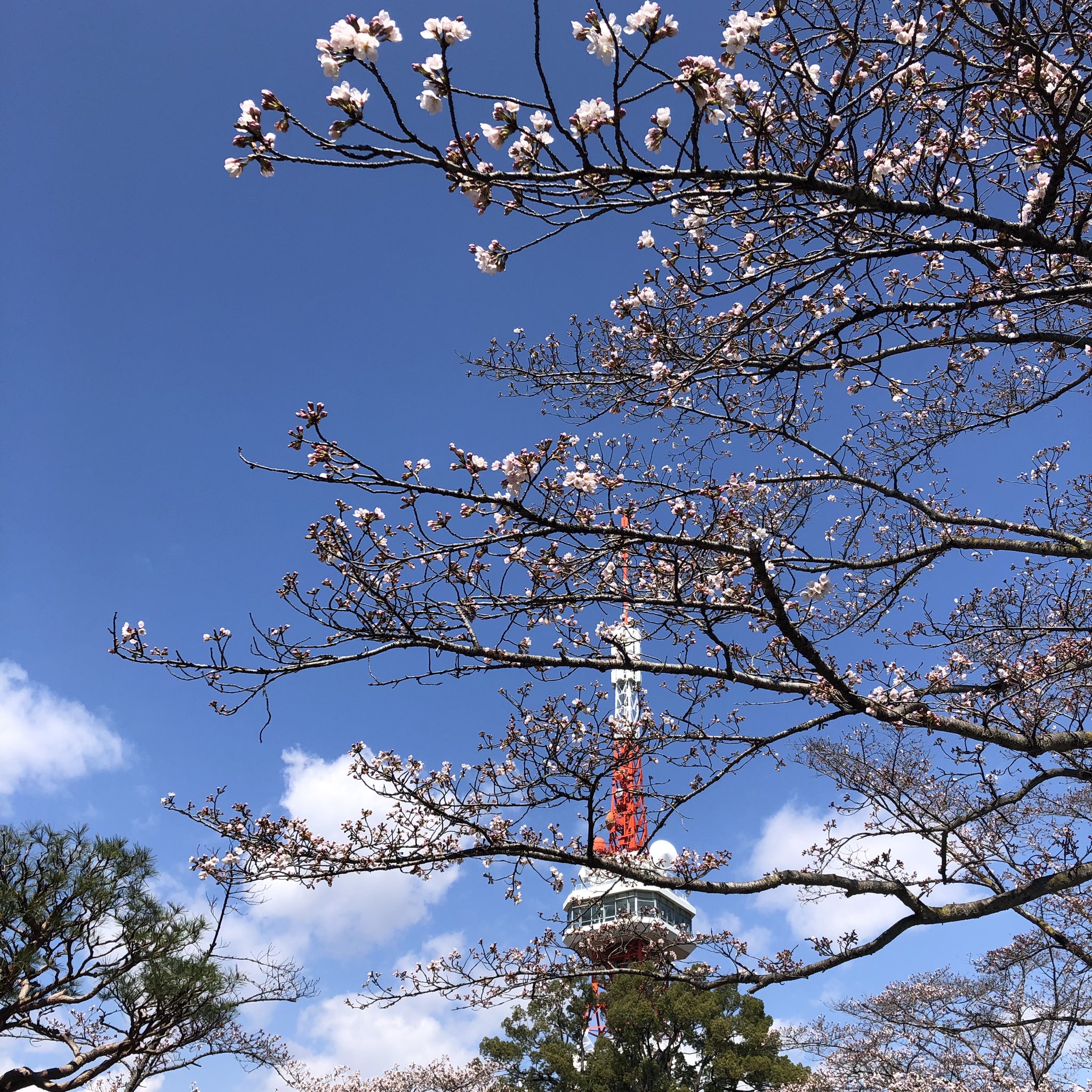 宇都宮八幡山公園 Twitter Search Twitter