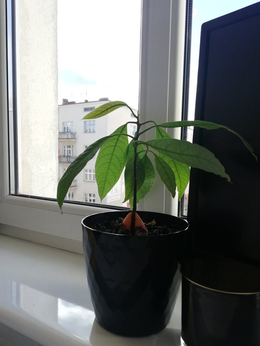 daenerysrhaego's tweet photo. stan moich roślinek na 22.03.21 https://t.co/f9xJtkbAvV