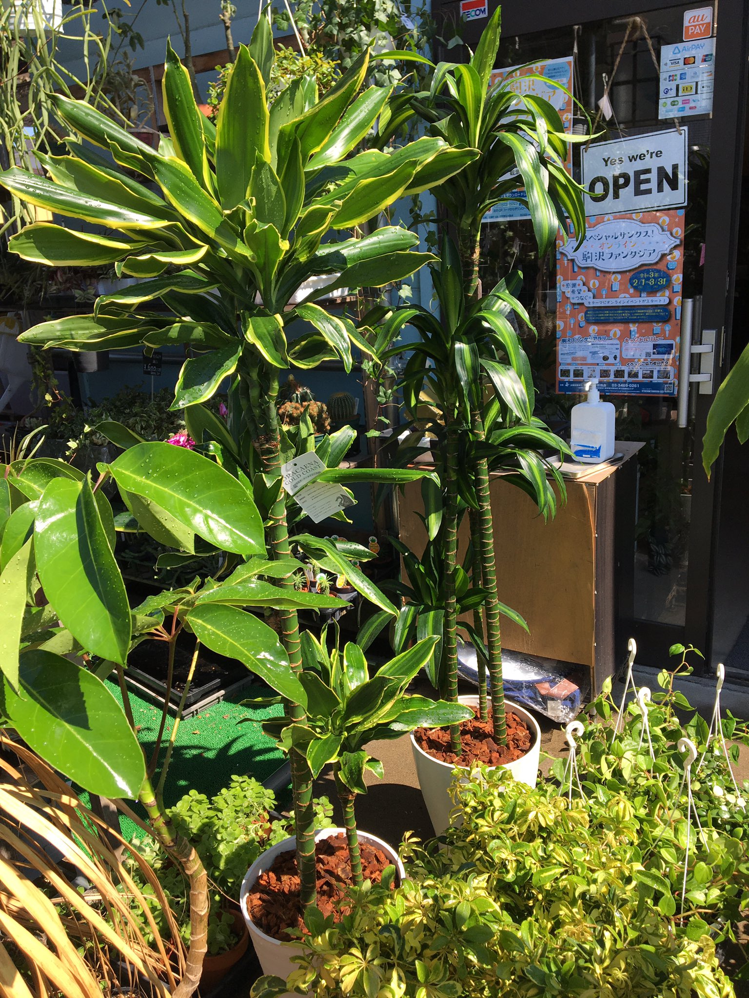 Green Jam 3 23 植物入荷日 大きめの植物たち入荷 ワーネッキーことドラセナ デレメンシスシリーズ 人気の ハワイアンサンシャインの特大サイズとゴールドコーストの特大 そして普通の緑葉のワーネッキーの自然樹形 こやつらは手間要らず 本当に