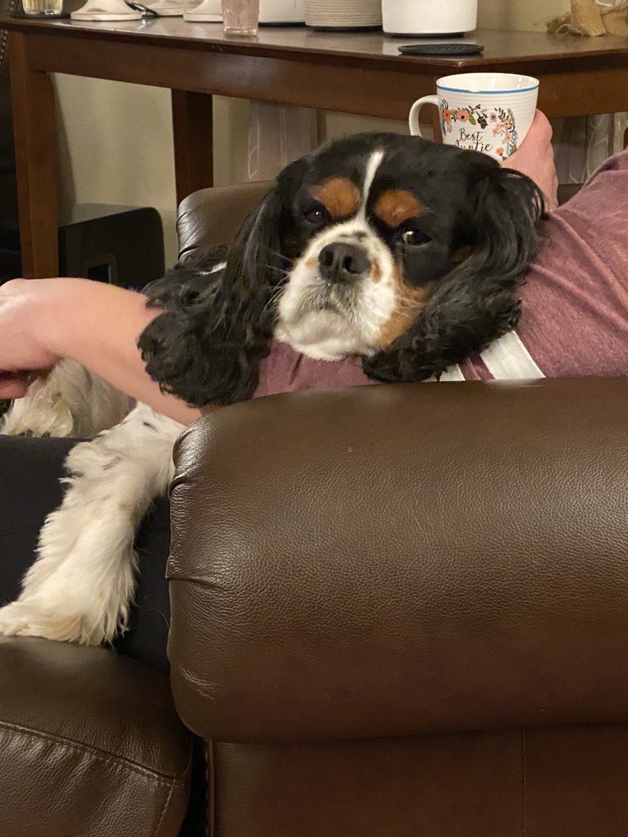 SirOliver_LadyB's tweet photo. Dad lost his keys again.  LOL...what are keys?   #ROFB #cavpack https://t.co/BUg0z23jVY