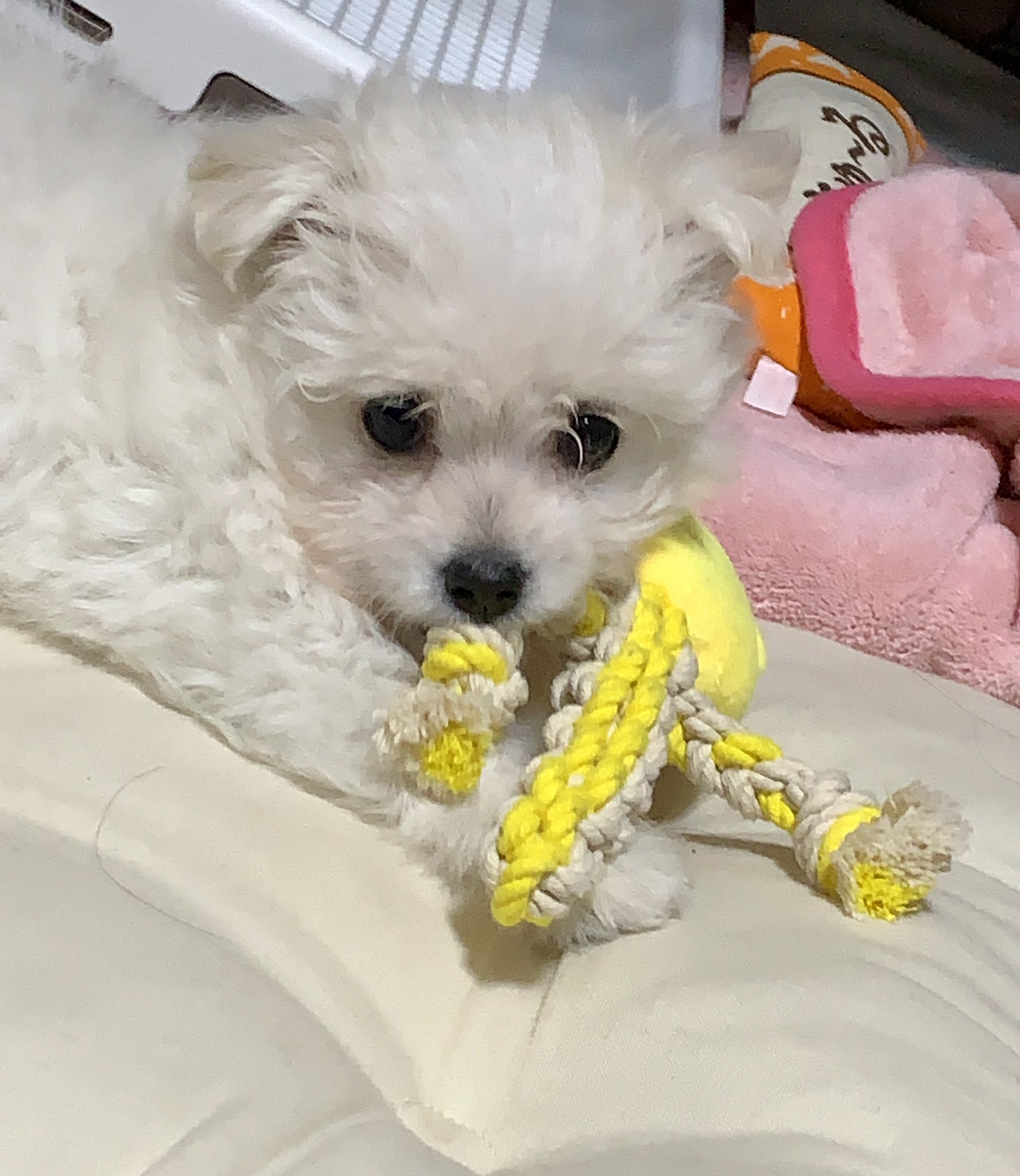 そら 姫日記 可愛いすぎてバースト 連写 しまくり ビジョマル 犬好きさんと繋がりたい 犬ばか部 うちの子一番 ミックス犬 T Co Qmwsngsx45 Twitter