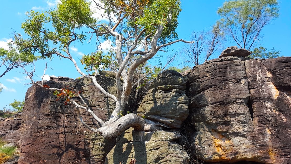 ByronRothschild's tweet photo. #NationalEucalyptDay
Eucalyptus brachyandra - Tropical Red Box
A lover of rocks. West of Pine Creek NT
#EucBeaut #ozplants #TopEnd https://t.co/GnUyWKA8V0