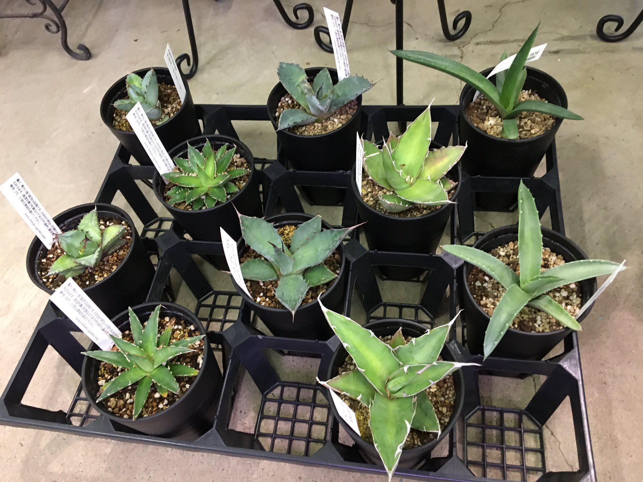 Green Jam Pa Twitter 3 23 植物入荷日 アガベ もチラッと入荷 ジプソフィラ カーリー これの斑入り葉のアイボリーカールが好きなんですが 今回は緑葉 他 小鉢アガベ 色々 Greenjam 観葉植物専門店 越谷 T Co Yrrnasjidn Twitter